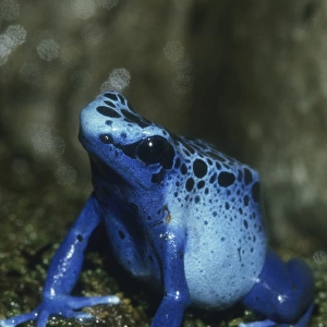 Poison Dart Frog, (Dendrobates azureus), Surinam, South America