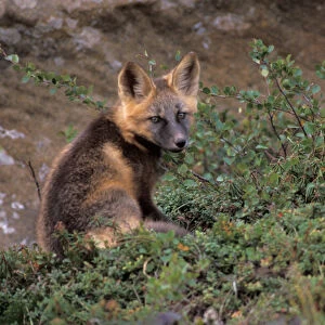 red fox, Vulpes vulpes, in tundra on the coastal plain of the North Slope of the Brooks Range