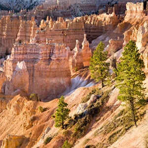 Trees grow in Limestone at Bryce Canyon National Park. Utah. US