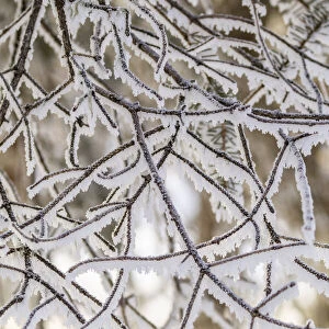 USA, Alaska. Close-up of frosted branches in winter
