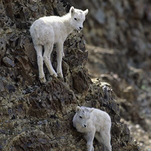 USA, Alaska, Dall Sheep, Dall Lamb, Lamb, Denali National Park