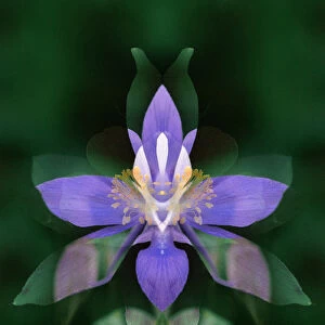 USA, Colorado, Boulder County. Colorado columbine flower montage