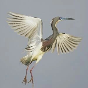 USA, Florida, Tampa Bay. Tricolored heron taking flight