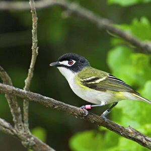Vireos And Relatives Related Images