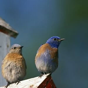 USA, Oregon. Male and female Western Bluebirds (Sialia mexicana)