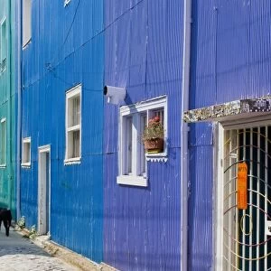 ValparaIso, Chile. South America. Feral dogs and colorful buildings on Cerro ConcepcIon