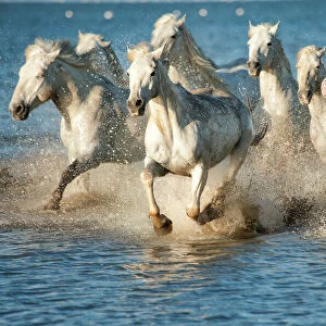 white horses of camargue, france, running in blue mediteranean water