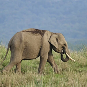 Young Indian Elephant on the move, Corbett National Park, India