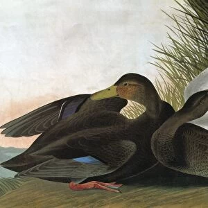 AUDUBON: DUCK. American Black Duck (Anas rubripes)