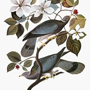 AUDUBON: PIGEON. Band-tailed pigeon (Columba fasciata), from John James Audubons The Birds of America, 1827-1838