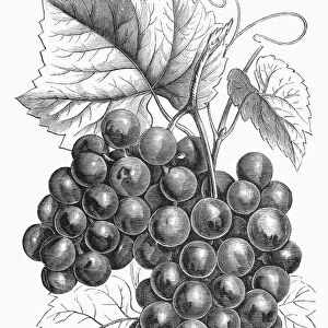 BOTANY: GRAPES. The cornucopia grape. Wood engraving, 1869