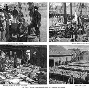 HALIBUT INDUSTRY, 1888. Clockwise from top left: Getting Ready for Fishing