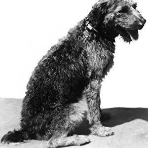 HARDING: DOG, c1922. President Warren G. Hardings dog, Laddie Boy. Photograph, c1922