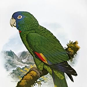 RED-NECKED AMAZON PARROT (Amazon arausiaca), indigenous to the island of Dominica: illustration by William T. Cooper