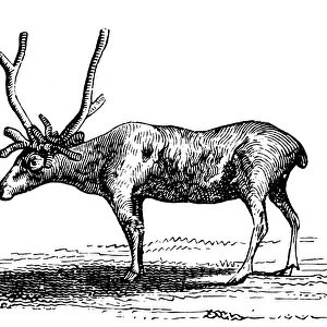 REINDEER / CARIBOU. Eurasian reindeer / North American caribou. Wood engraving, 19th century