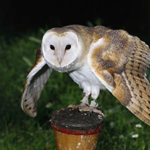 Barn owl (Tyto alba) perching on a post with wings spread