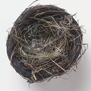 An empty birds nest