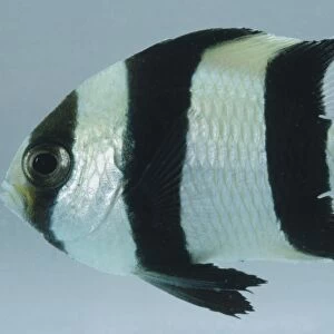 Black-tailed Humbug, dascyllus melanurus, silver fish with thick vertical black stripes and a long tail