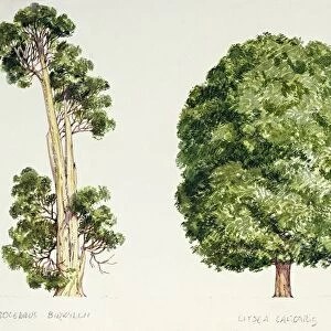 Botany, Trees, Pahautea Libocedrus bidwillii, Mangeao Litsea calicaris and Kauri Agathis australis, illustration