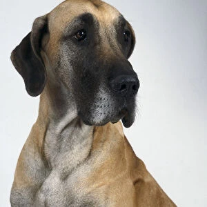 A brown Great Dane with darker muzzle and ears, head and neck only