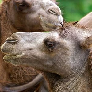 Camels. Camelus Bactrianus