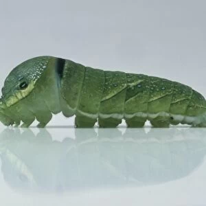 Caterpillar of Crow swallowtail (Papilio bianor), close-up, side view
