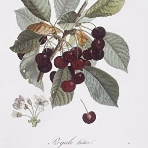 Cherry tree (Prunus avium), Henry Louis Duhamel du Monceau, botanical plate by Pierre Jean Francois Turpin