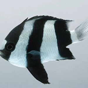 Dascyllus aruanus, humbug damselfish with alternating black and white vertical stripes, prominent ventral fin, and a blunt nose