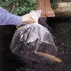 Fish in clear plastic bag, being held in water until temperature in bag matches that of the pond (transporting fish)