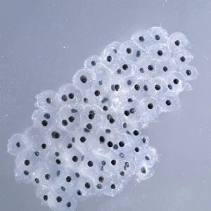 Frogspawn, small black seeds in jelly-like membrane sack, close-up shot