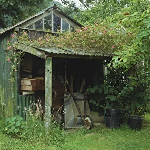 Garden shed, wheelbarrow leaning against wall of porch, overgrown with pink flowers