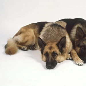 Two German Shepherd dogs (Canis familiaris) lying side by side, facing forward
