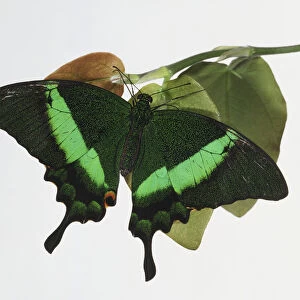 Green Blumei, Papilio blumei, a swallowtail butterfly perched on leaf, view from above