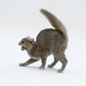 Grey-brown cat in defensive posture with arched back and hissing, side view