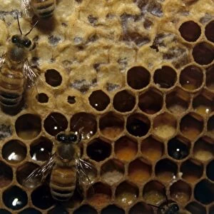 Honey comb, bees and larvae, close-up