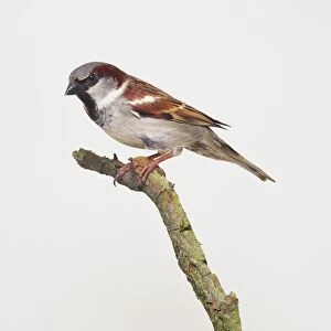 House Sparrow, Passer domesticus, perching on a thin branch, with the head in profile, showing the grey crown on top of its head