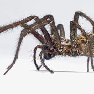 House spider, Tegenaria gigantea, with hairy abdomen and legs, side view