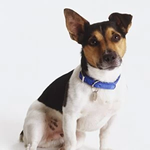 Jack Russell Terrier (Canis familiaris) sitting, one ear cocked, facing forward