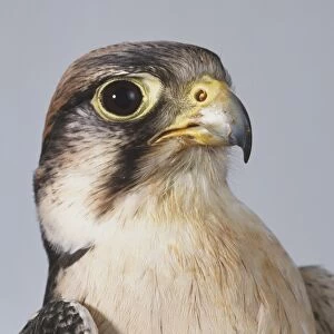 Lanner Falcon (Falco biarmicus), close up
