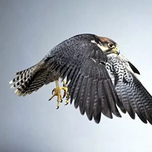 Lanner falcon (Falco biarmicus) in flight, side view