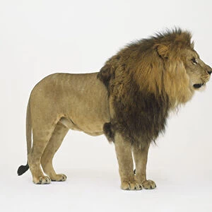 Lion (Panthera leo) standing, side view