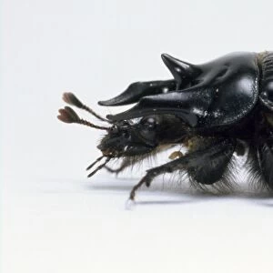 Minotaur beetle, Typhoeus typhoeus, with two large horns protuding forward from the head and one horn pointing upwards, segmented body is covered by glossy black wings, side view