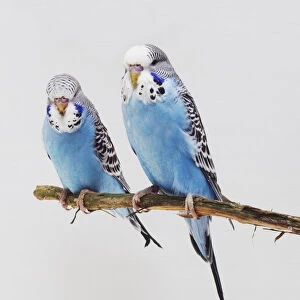 Pair of blue Budgerigars (Melopsittacus undulatus) on a twig, front view
