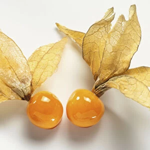 Two Physalis or Ground Cherry fruits, close up