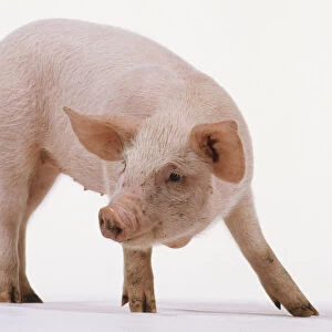 Piglet, aged 6 weeks, pink skin with fine white hairs, large ears, long snout, small eyes, four-toed, small tail, standing, neck bending around body, side view