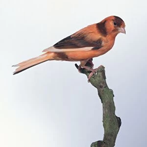 A red and brown canary bird seated on a branch