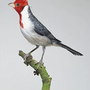 Red-crested Cardinal (Paroaria coronata) perched on branch, side view