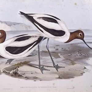 Red-necked avocet (Recurvirostra novaehollandiae), Engraving by John Gould