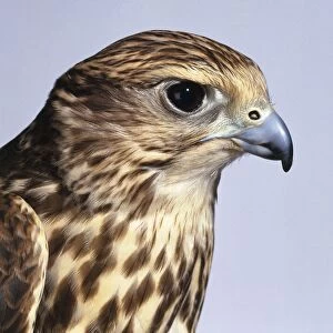 Saker falcon (Falco cherrug), head in profile