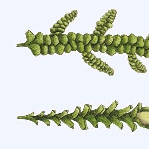 Even Scalewort (Radula complanata), illustration